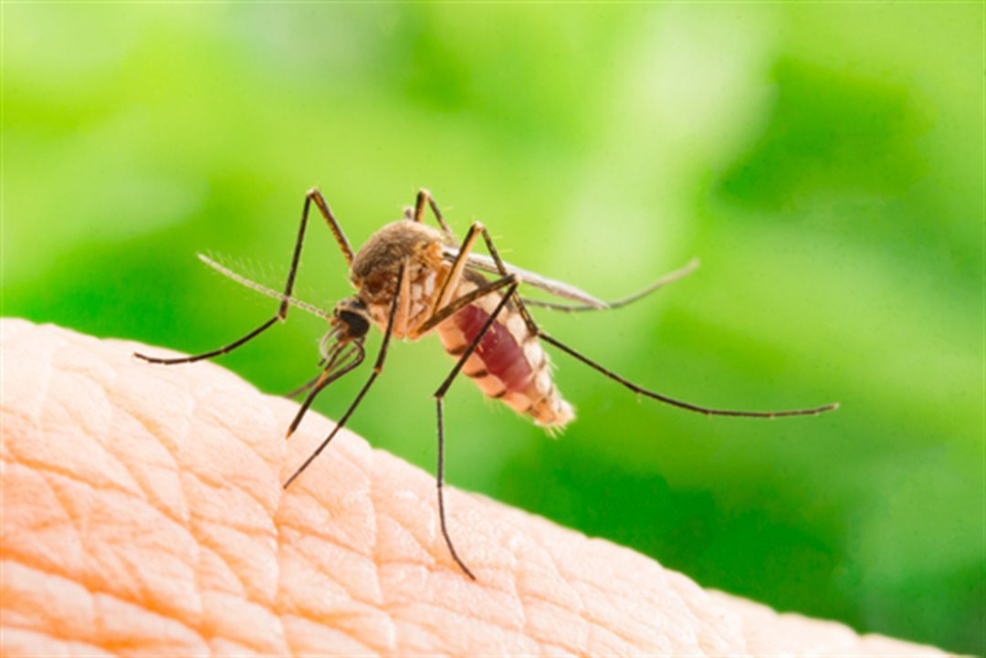 mosquito